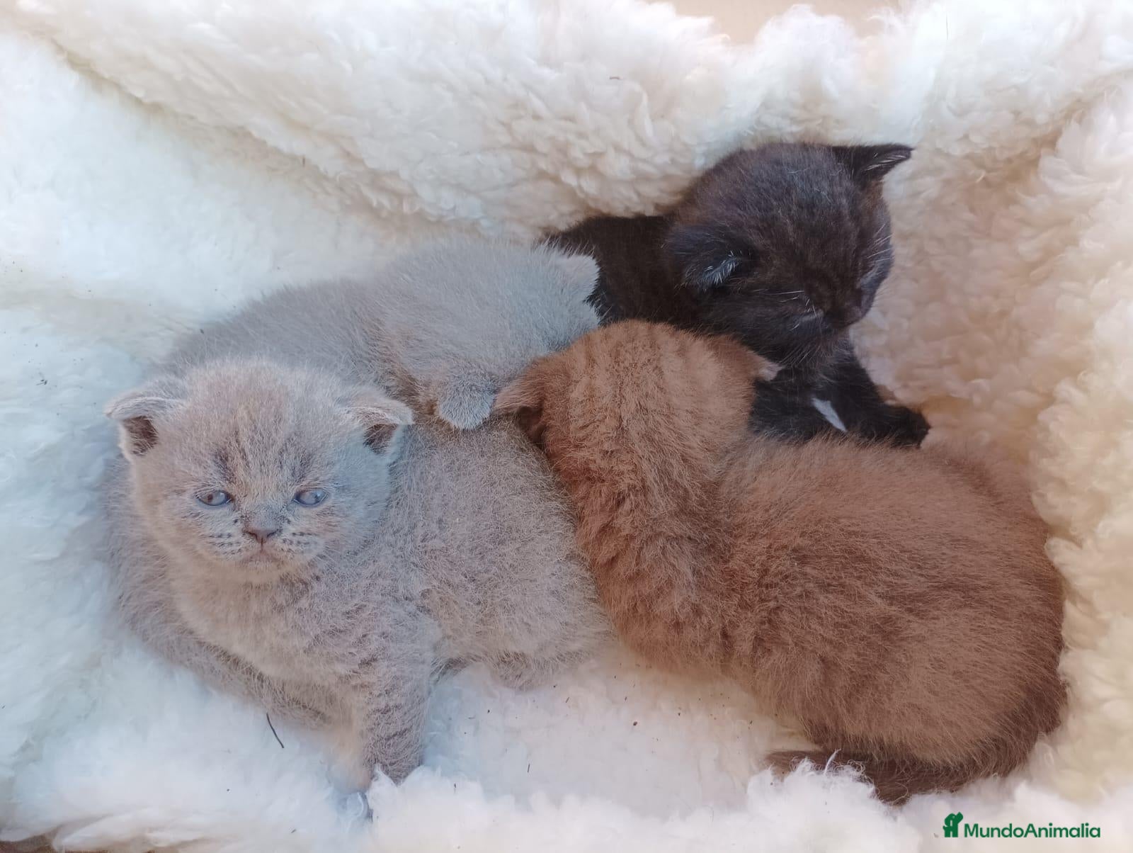 Scottish Fold gatos Machos de Scotish Fold - Anuncio 1