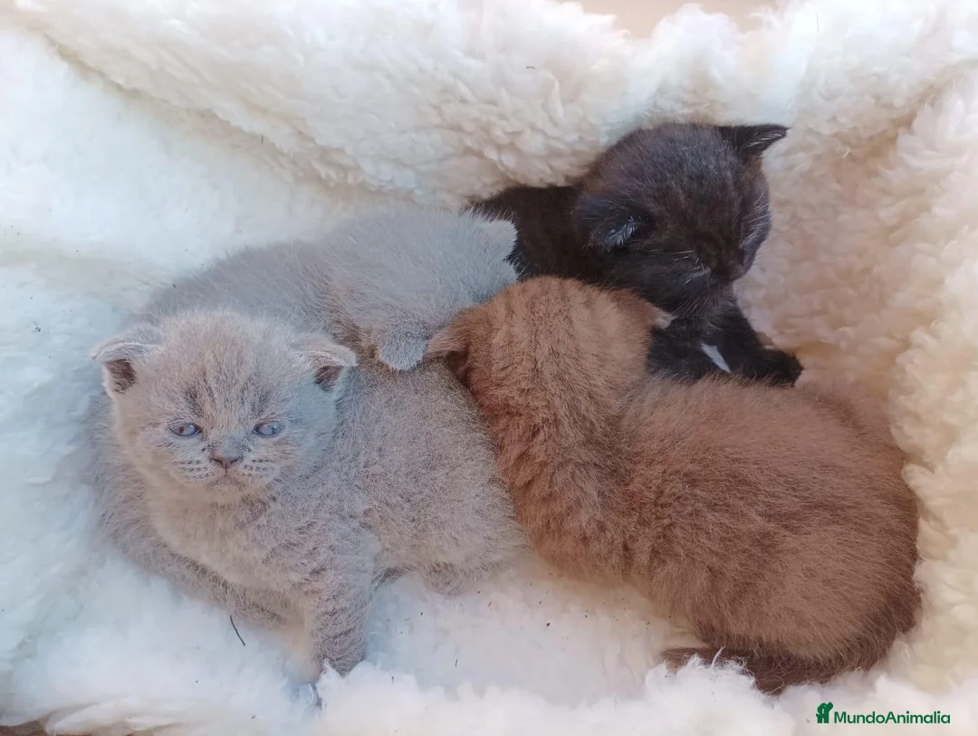 Scottish Fold gatos en venta: Machos de Scotish Fold - Anuncio 1