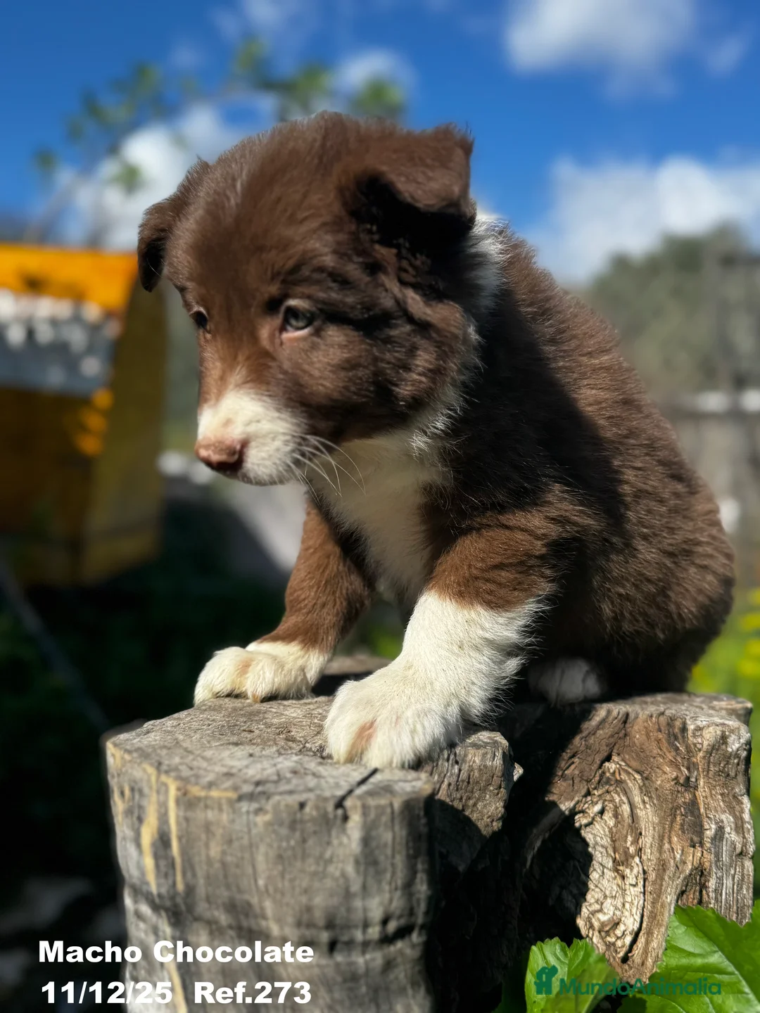 Border Collie perros en venta: BORDER COLLIE - Anuncio 37