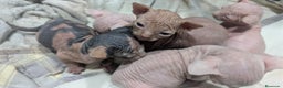 Sphynx gatos en venta: Preciosa cameda de ephynx - Anuncio 5