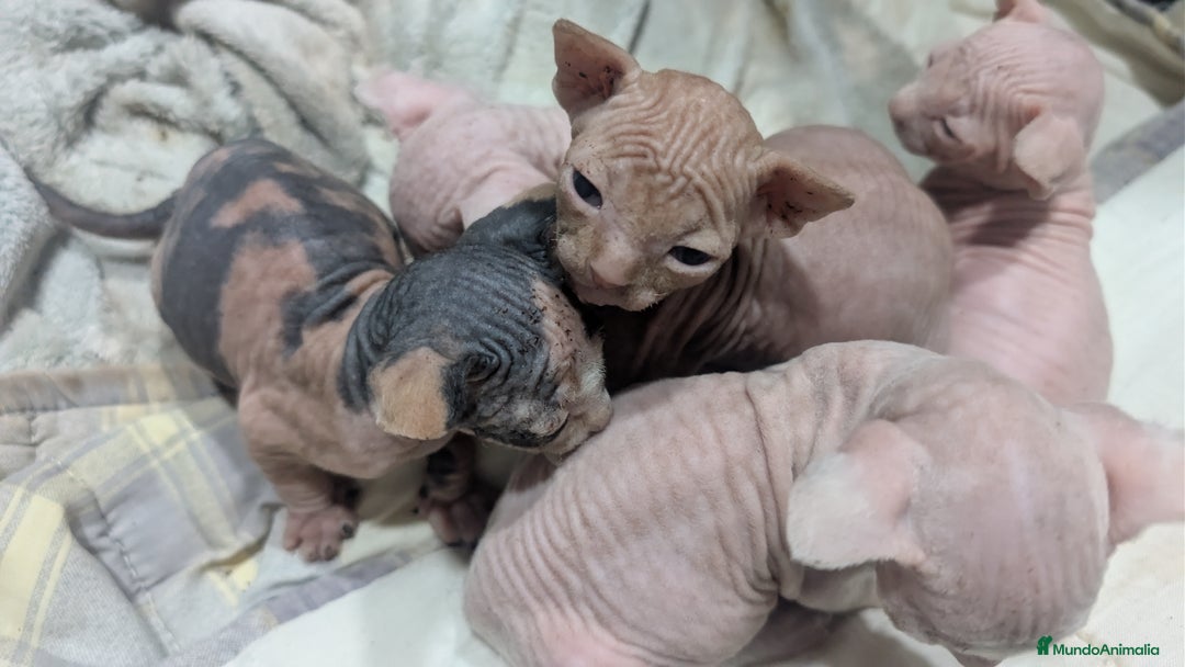 Sphynx gatos en venta: Preciosa cameda de ephynx - Anuncio 5
