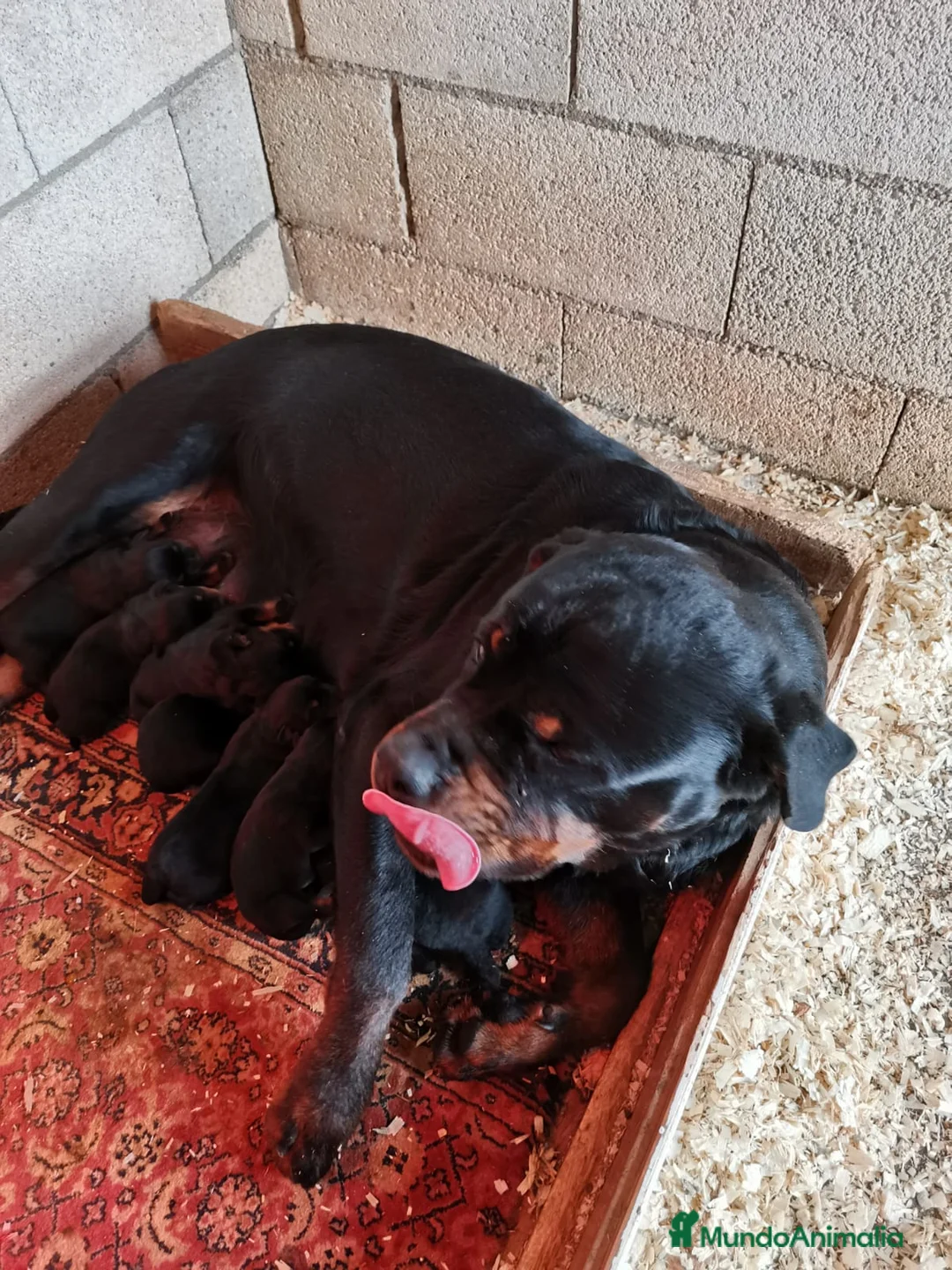 Rottweiler perros en venta: Bebés Rottweiler  - Anuncio 2