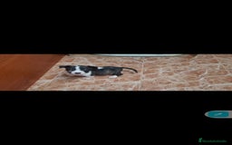 Bull Terrier perros en venta: Bullterrier mini - Anuncio 5