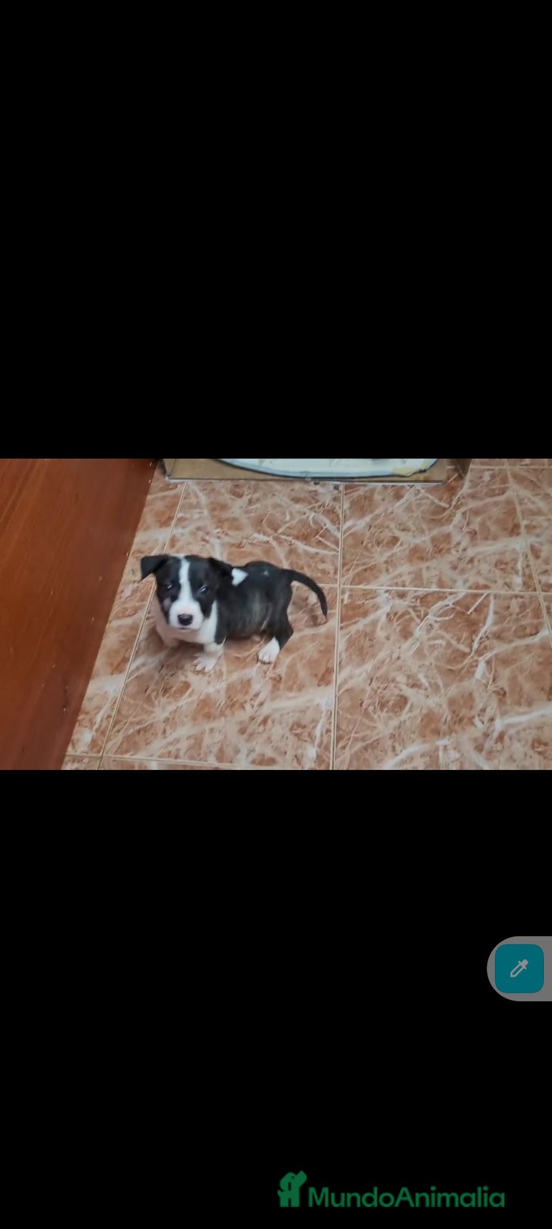 Bull Terrier perros en venta: Bullterrier mini - Anuncio 5