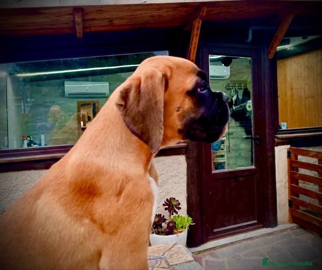 Boxer perros Boxer - Anuncio 1