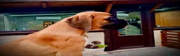Boxer perros en venta: Boxer - Anuncio 1