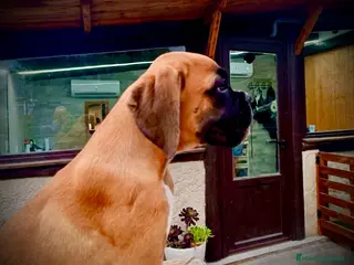 Boxer perros Boxer - Anuncio 2