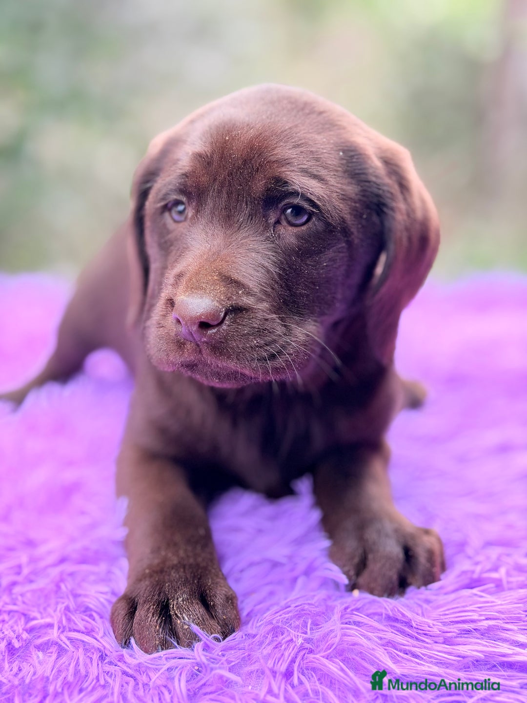 Labrador Retriever perros en venta: Labradora chocolate  - Anuncio 5