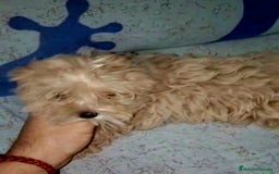 Maltipoo perros en venta: Maltipom( caniche asiático con maltésa coreana)o - Imagen 1