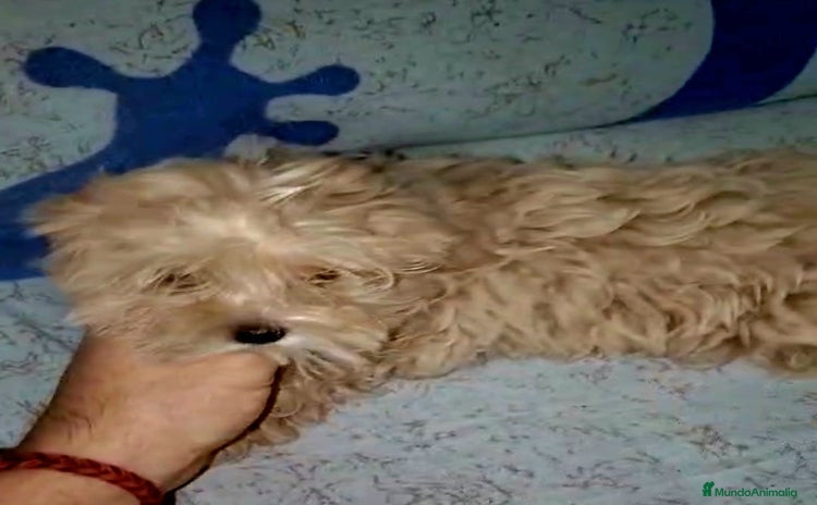 Maltipoo perros - Propaganda 1