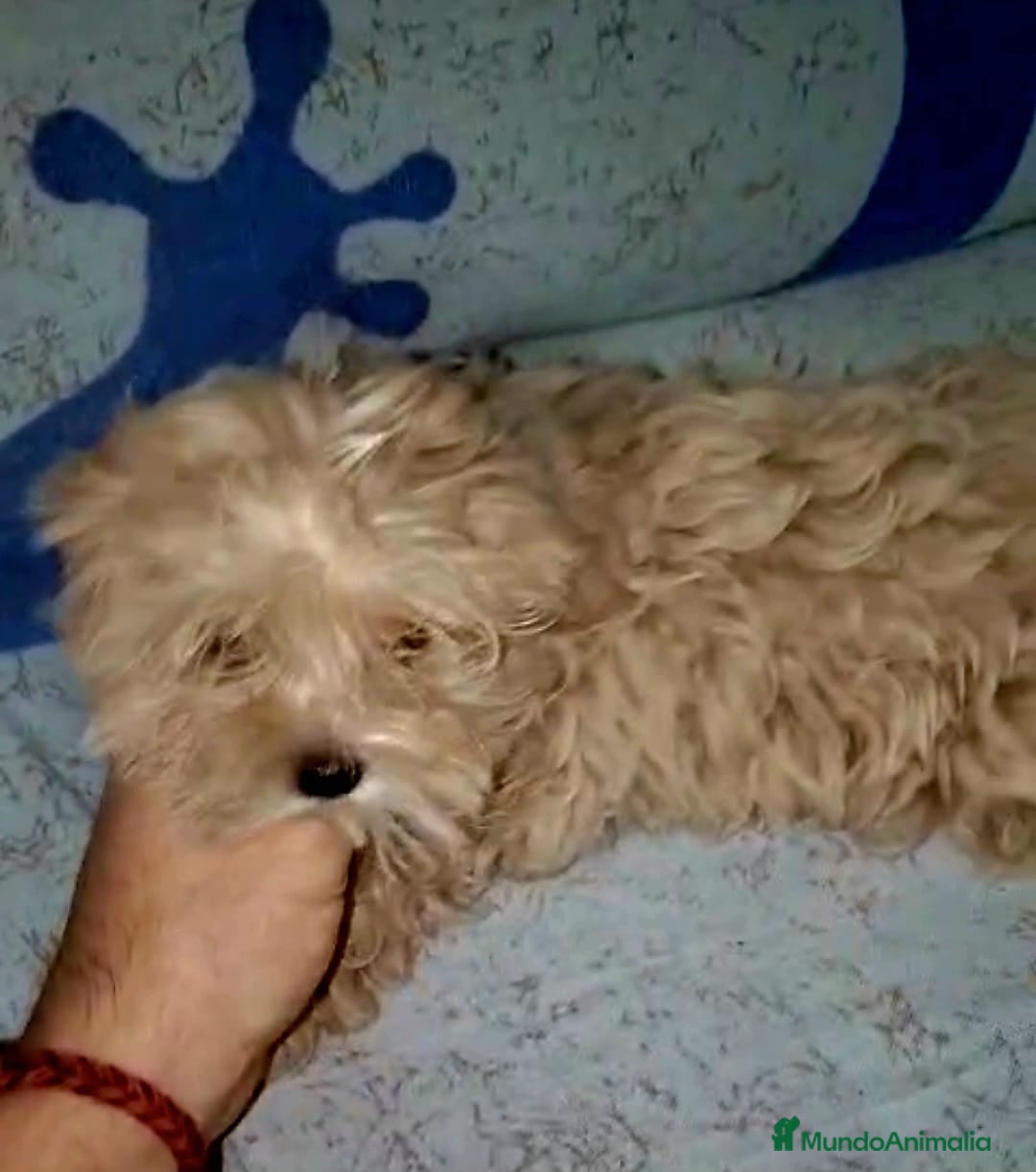 Maltipoo perros en venta: Maltipom( caniche asiático con maltésa coreana)o - Imagen 1