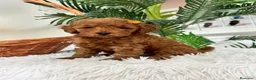 Caniche Toy perros en venta: CANCIHE ROJO - Anuncio 30