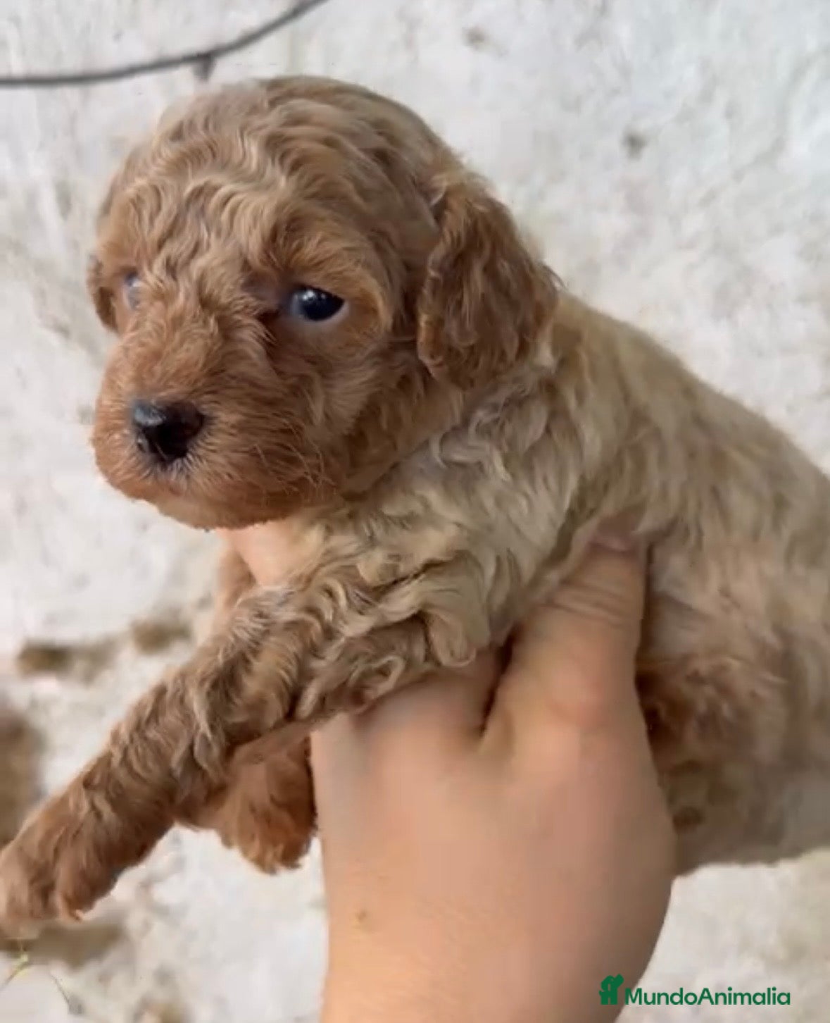 Caniche Toy perros Precioso caniche disponible para reservar - Anuncio 1