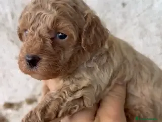 Caniche Toy perros Precioso caniche disponible para reservar - Anuncio 2