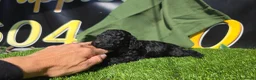Caniche Enano perros en venta: Caniches enanos_toy negros  - Anuncio 1