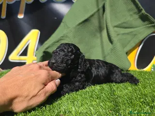 Caniche Enano perros Caniches enanos_toy negros - Anuncio 2