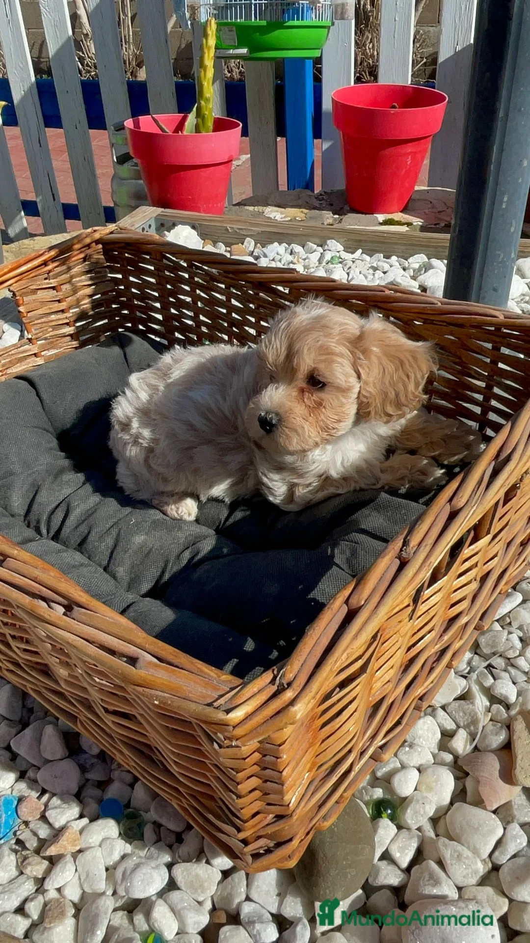 Maltipoo perros en venta: Cachorros Maltipoo  - Anuncio 1