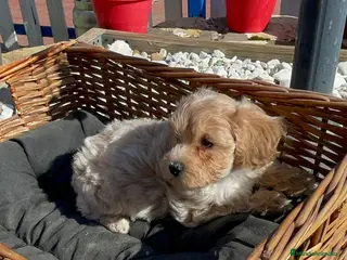 Maltipoo perros Cachorros Maltipoo - Anuncio 1