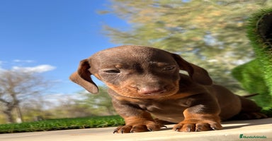 Teckel Miniatura perros en Ciudad Real - Anuncio 6