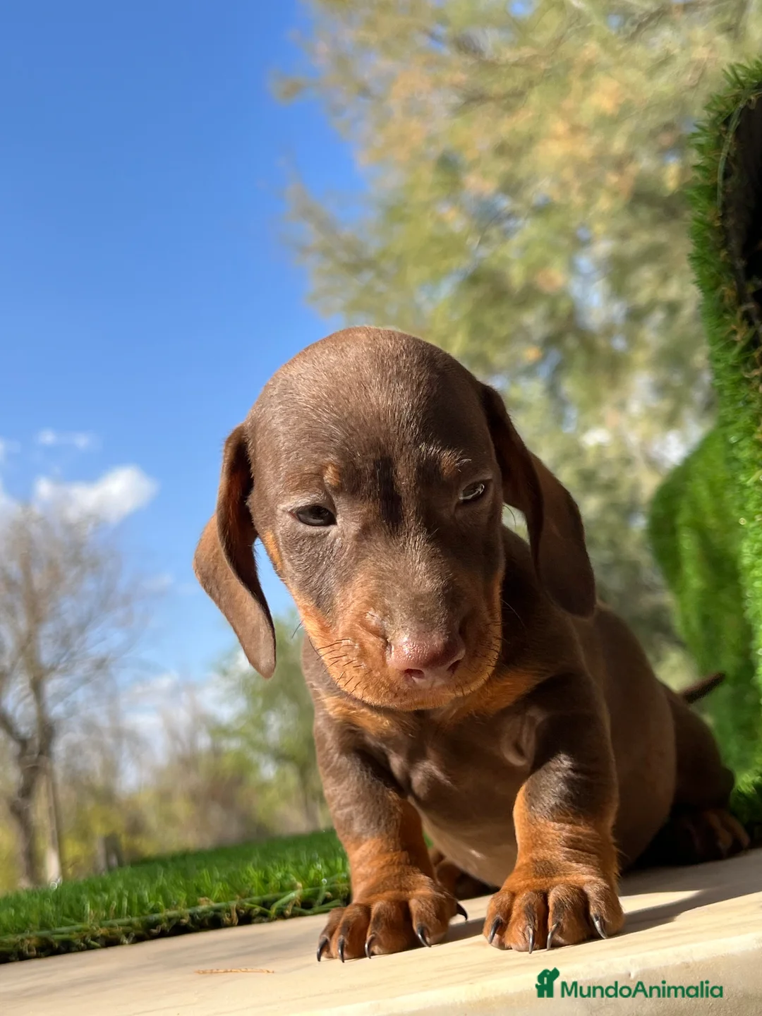 Teckel Miniatura perros en venta: Teckel MADRID !!  en Ciudad Real - Anuncio 2