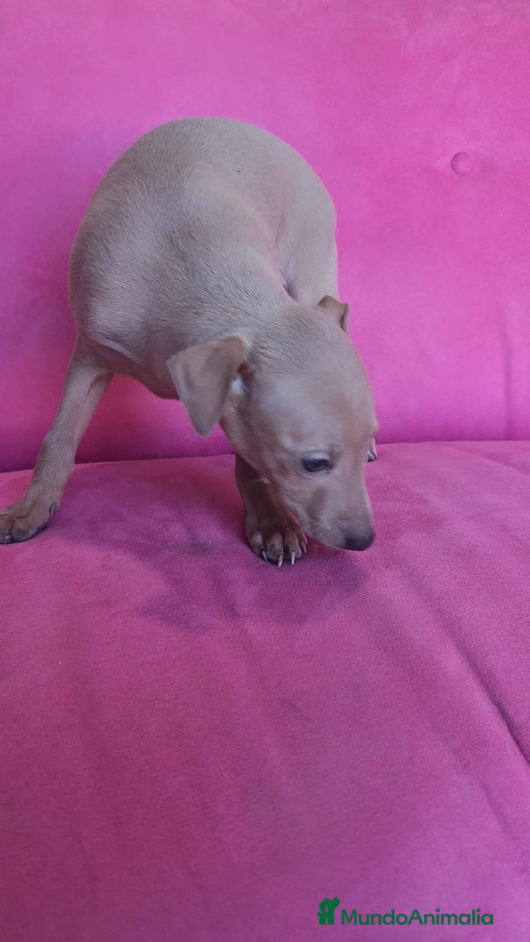 Pequeño Lebrel Italiano perros en venta: Piccolo Galgo Italiano Lebrel - Anuncio 11