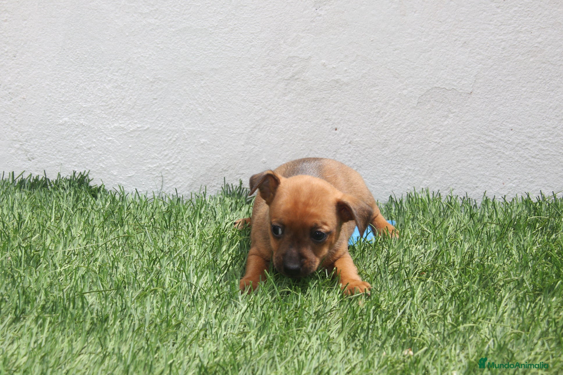 Raza Mixta perros Minijack  - Anuncio 1