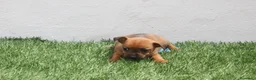 Raza Mixta perros en venta: Minijack  - Anuncio 1