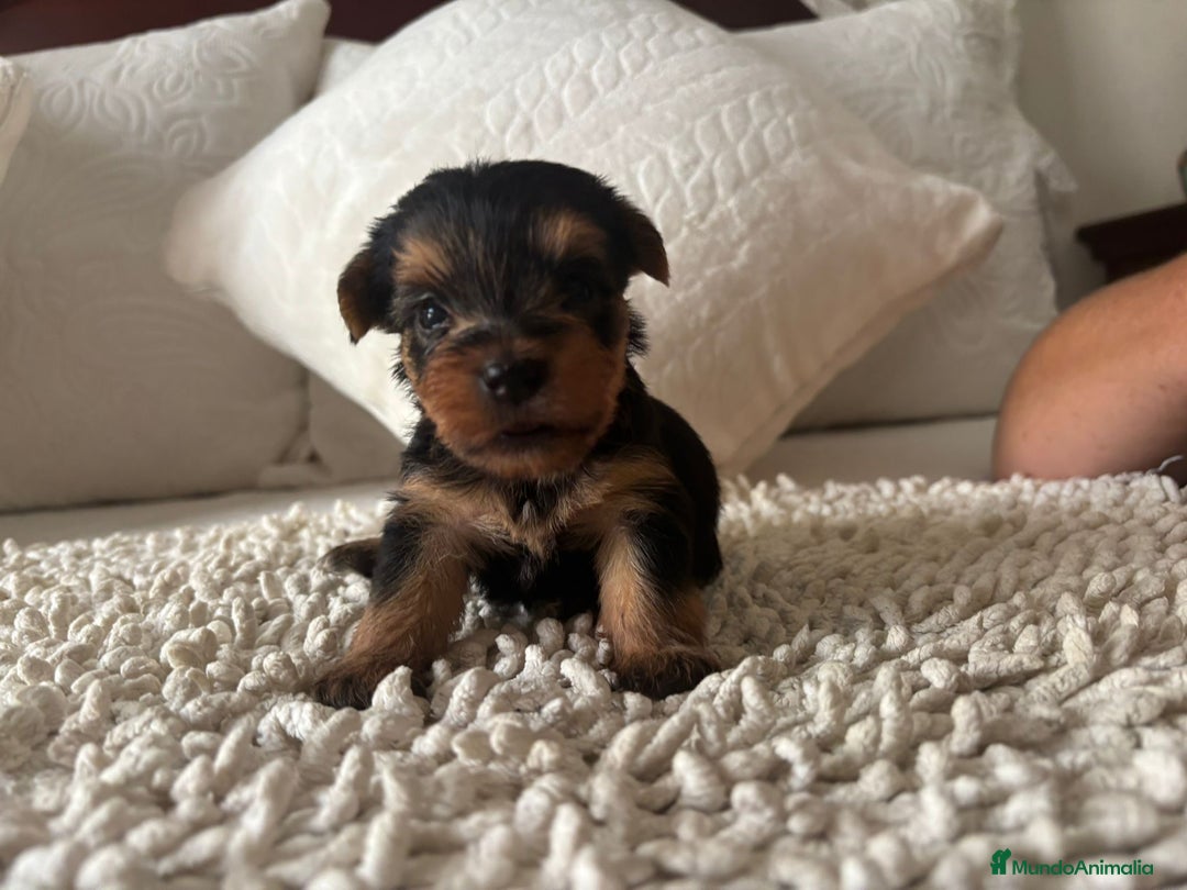 Yorkshire Terrier perros en venta: Yorkshire toy  - Imagen 7