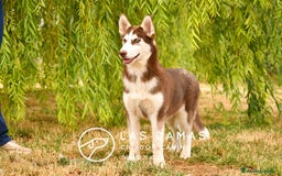 Husky Siberiano perros en venta: Hembra husky siberiano marrón  - Imagen 3