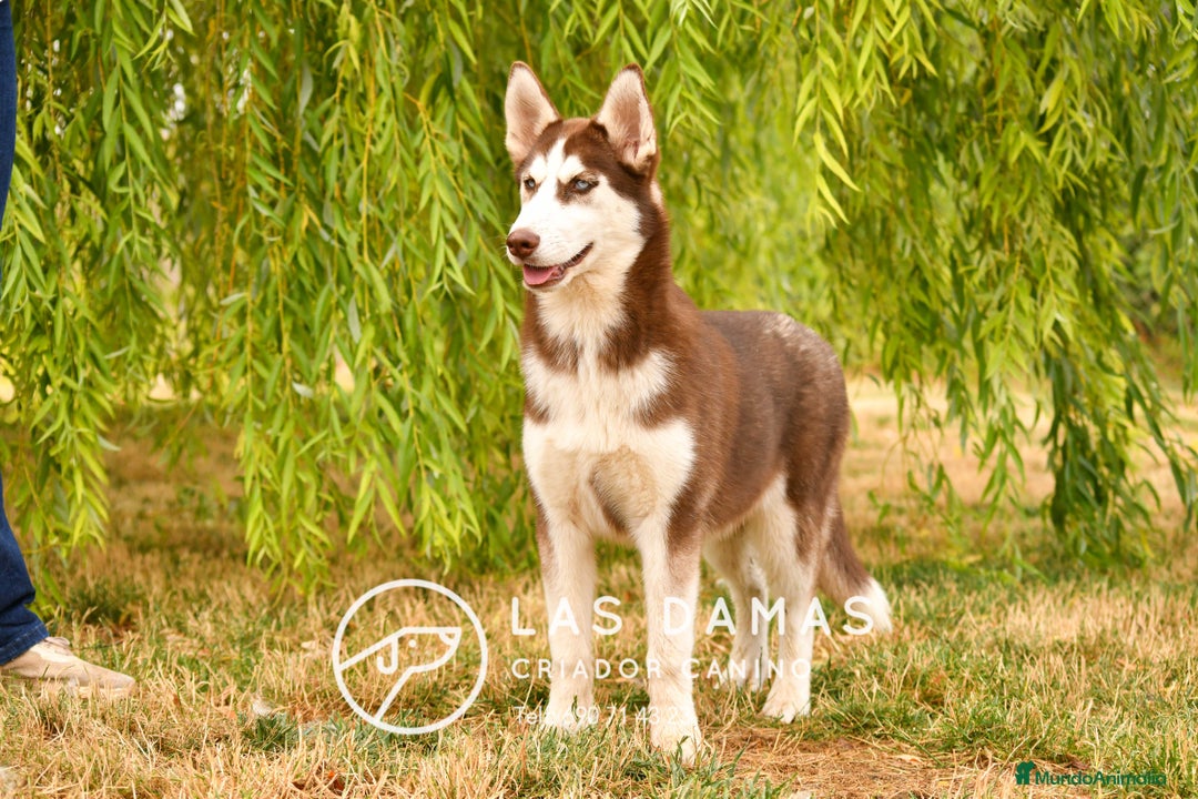 Husky Siberiano perros en venta: Hembra husky siberiano marrón  - Imagen 3