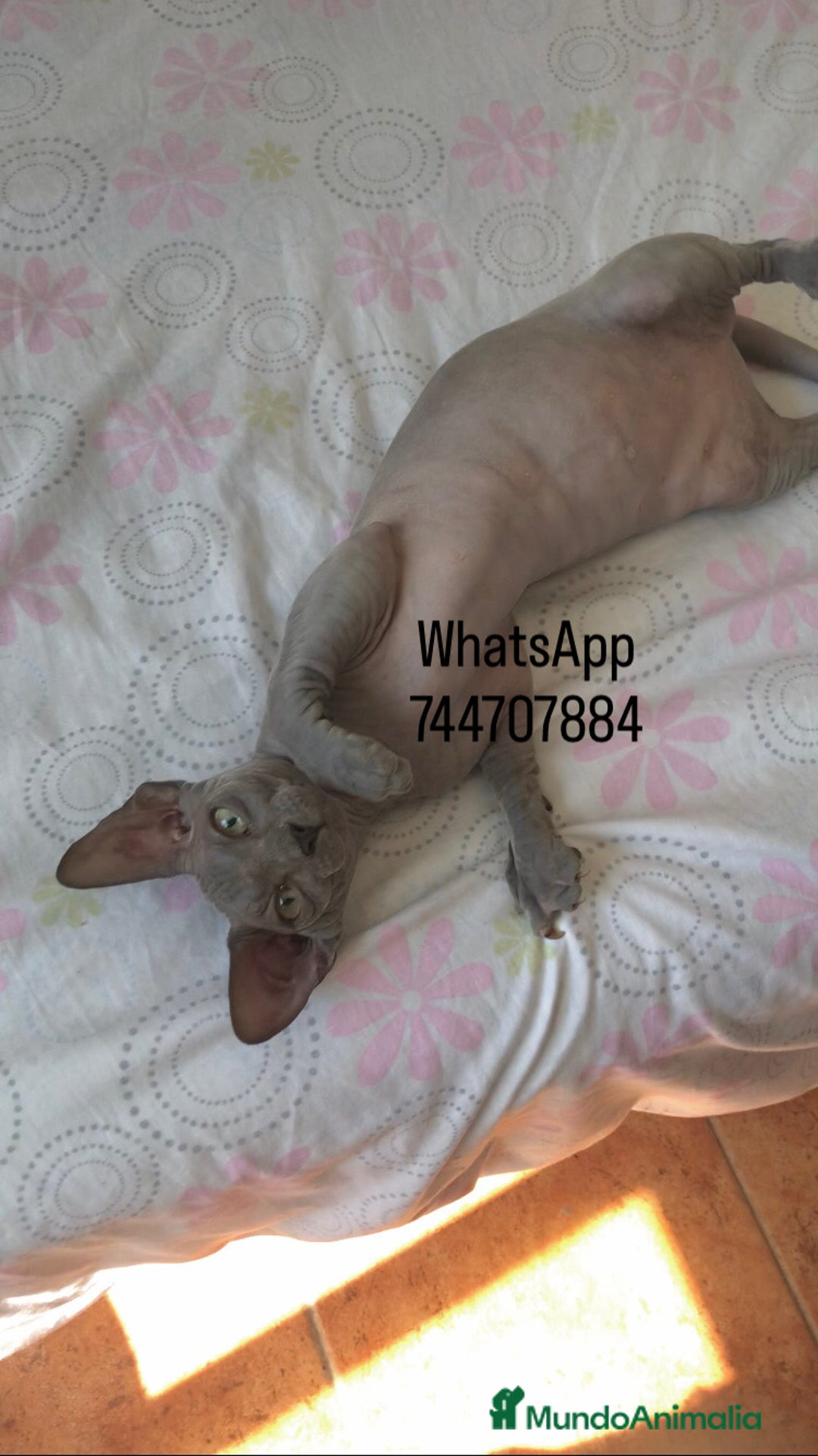 Sphynx gatos en venta: Hembra Blue - Imagen 2