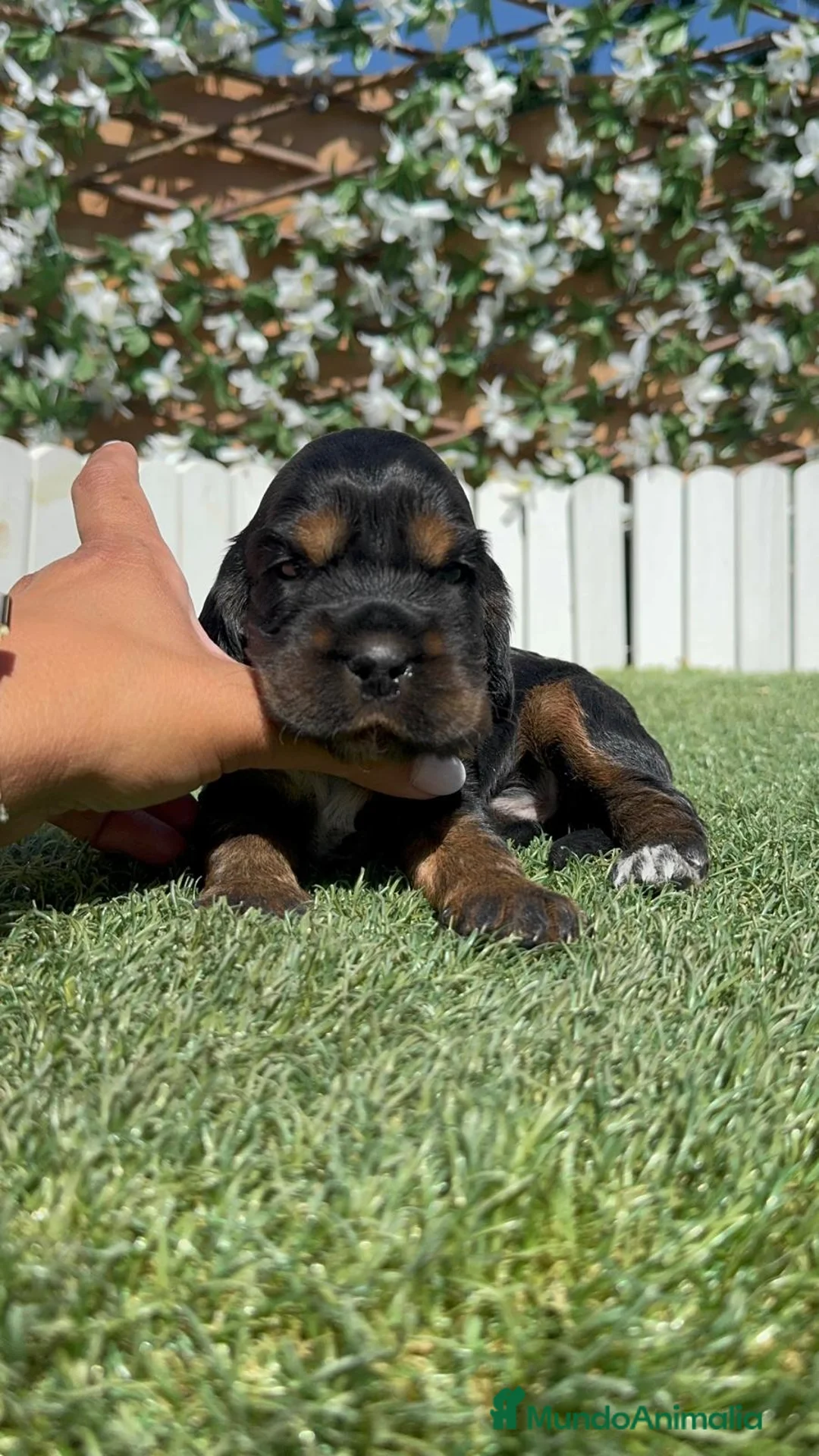 Cocker Spaniel Inglés perros en venta: CAMADA COCKER SPANIEL INGLES  - Anuncio 21