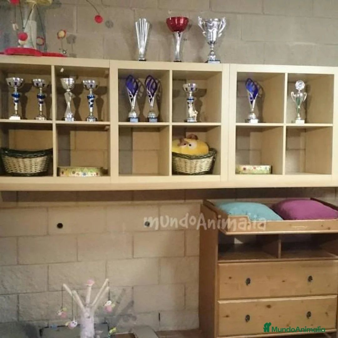 Imagen de galería {{count}}