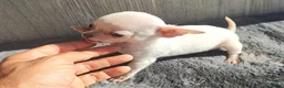 Chihuahua perros en venta: CHIHUAHUA MACHO BLANCO - Anuncio 3