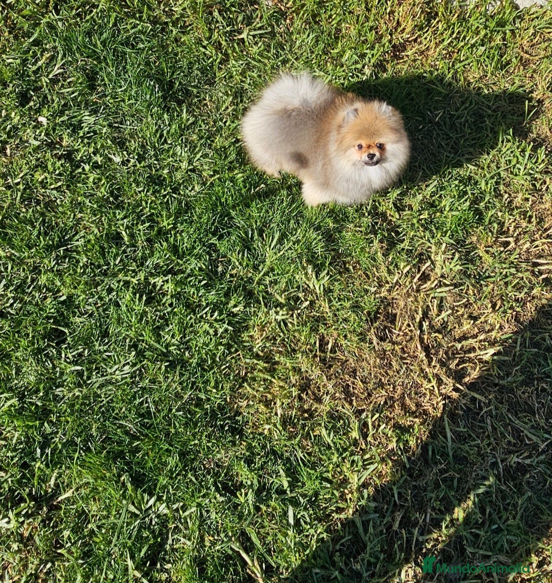 Pomerania perros en venta: Pomerania bellísimo  - Anuncio 2