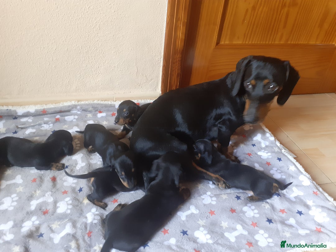 Teckel perros en venta: TECKEL negro fuego  - Imagen 7