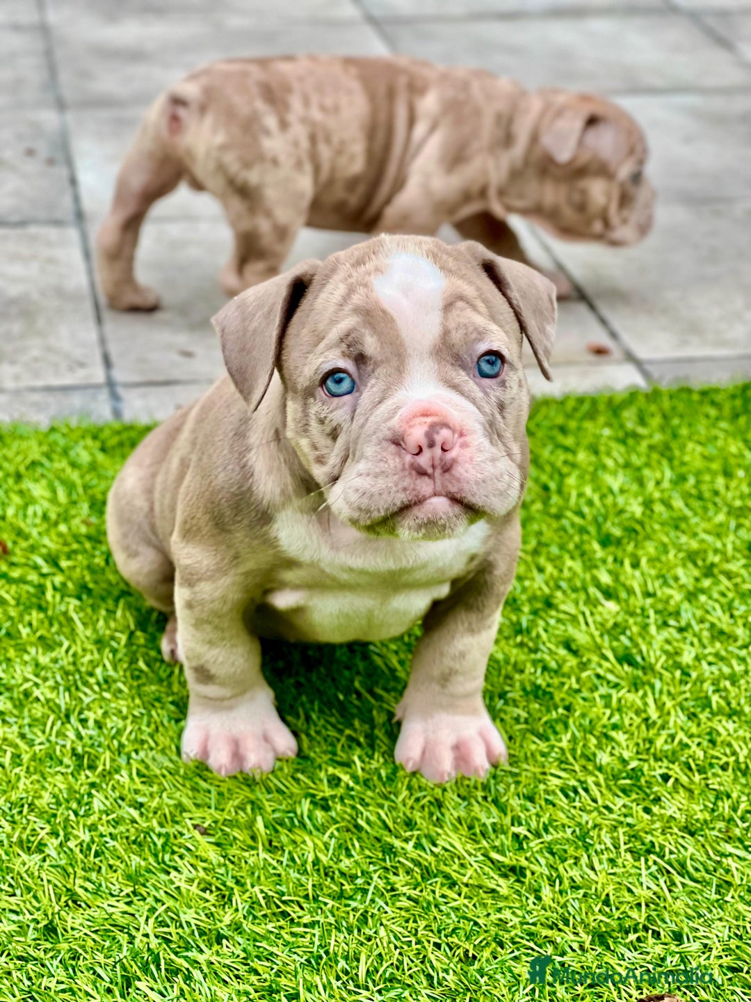 American Bully perros en venta: American bully bebés preciosos - Imagen 21