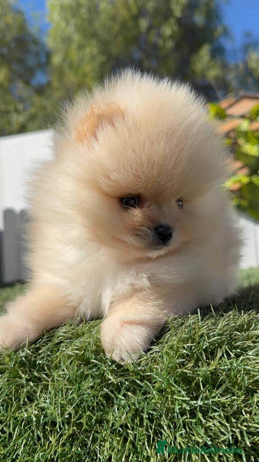 Pomerania perros POMERANIA CARA DE OSITO - Anuncio 1