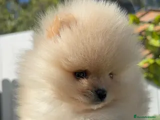 Pomerania perros POMERANIA CARA DE OSITO - Anuncio 10