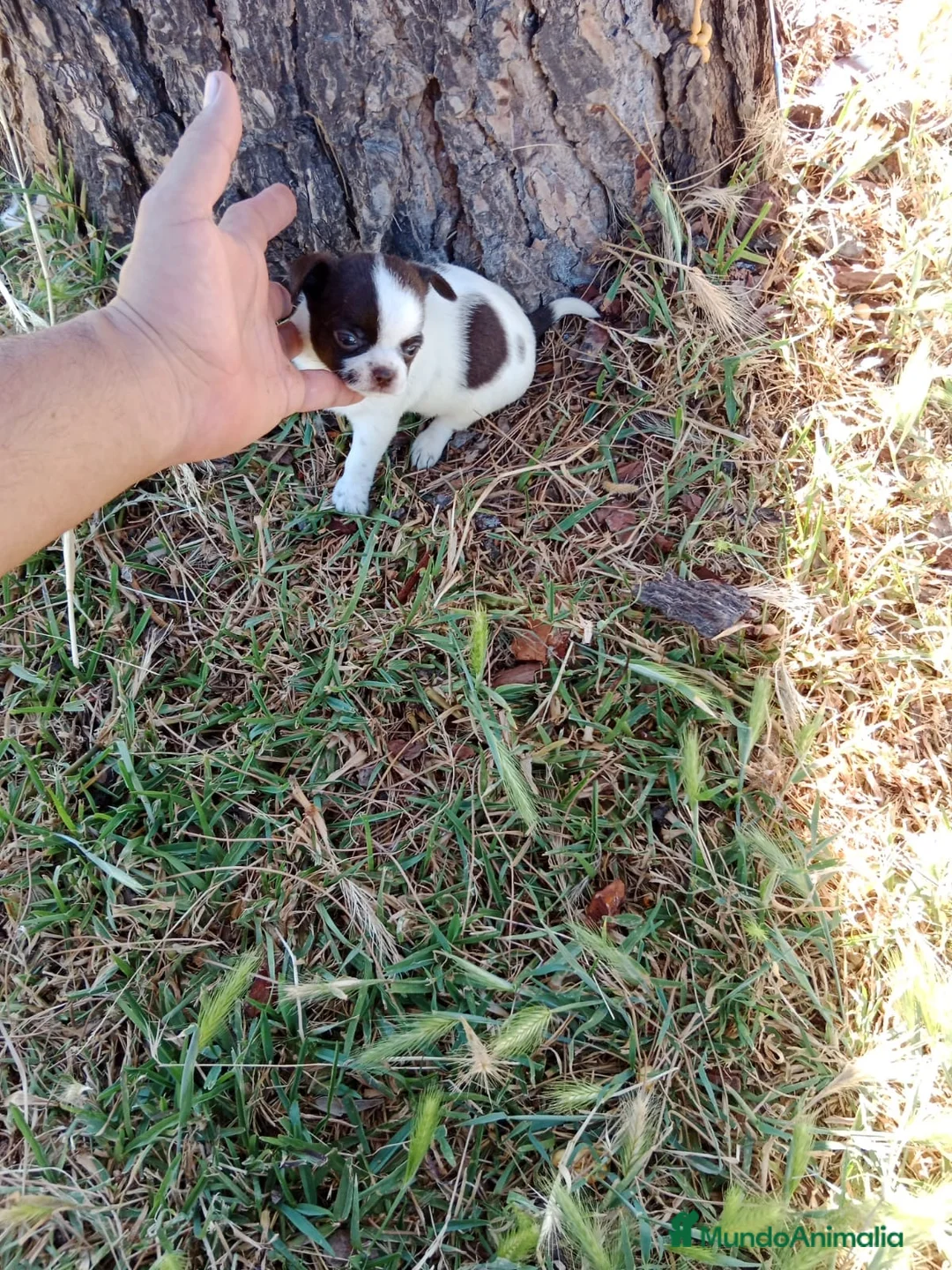 Chihuahua perros en venta: Chihuhua macho bicolor - Anuncio 2
