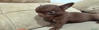 Chihuahua 1