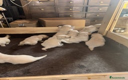 Golden Retriever perros en venta: Golden retriever  - Imagen 8