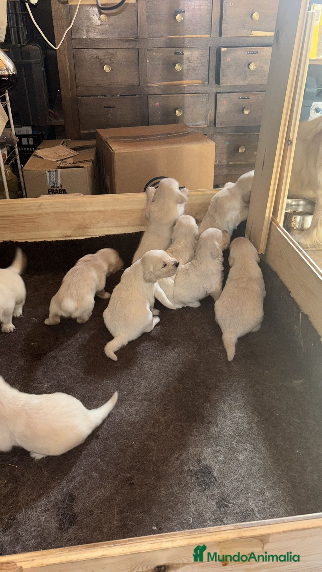 Golden Retriever perros en venta: Golden retriever  - Imagen 8