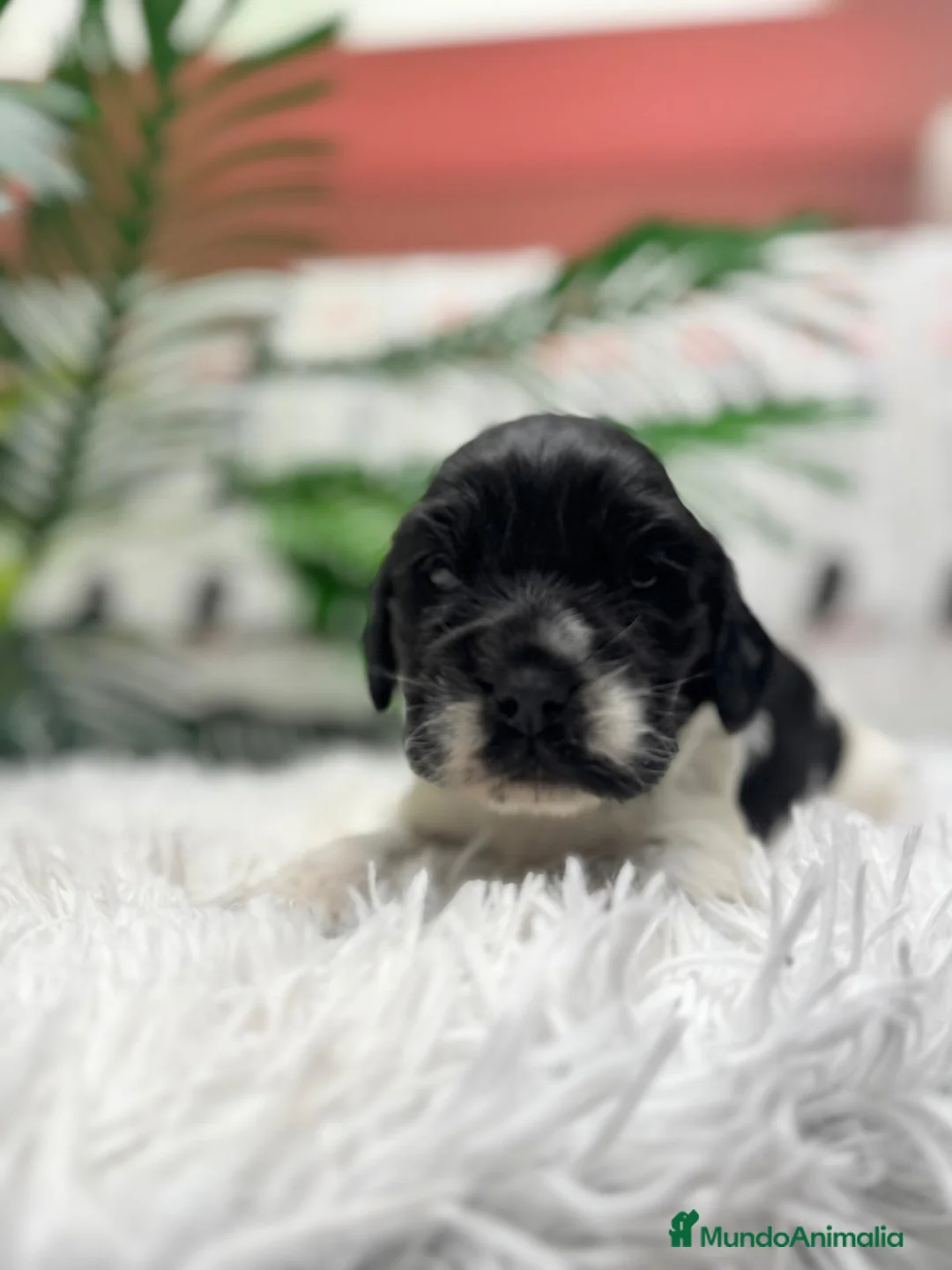 Cocker Spaniel Inglés perros en venta: COCKER SPANIEL INGLES - Anuncio 6