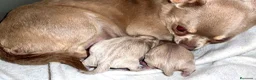 Chihuahua perros en venta: CHIHUAHUAS THELUXEPUPPYS - Anuncio 1