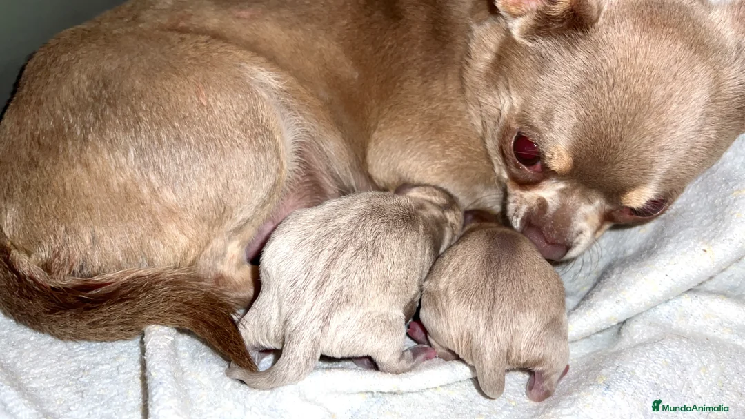 Chihuahua perros en venta: CHIHUAHUAS THELUXEPUPPYS - Anuncio 1