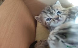 Persa gatos en venta: Persas europeos en Madrid - Imagen 3