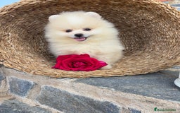 Pomerania perros en venta: Pomerania listo para entregar  - Imagen 2