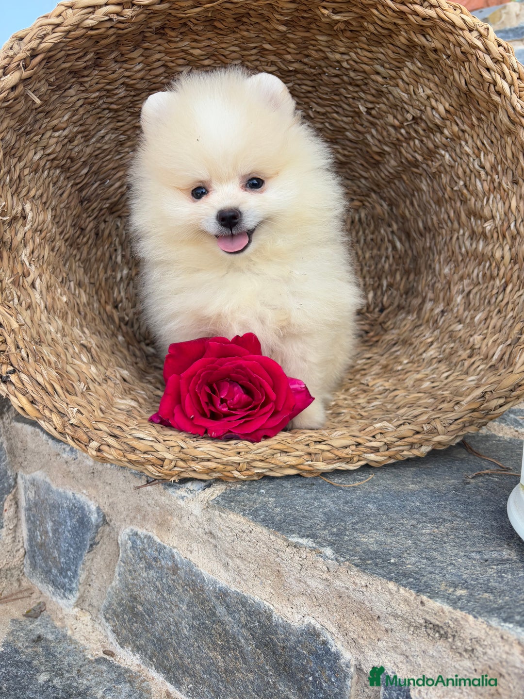 Pomerania perros en venta: Pomerania listo para entregar  - Imagen 2