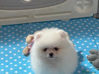 Pomerania perros Pomerania Toy - Anuncio 2